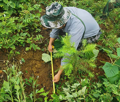 嚴把森林培育質量關,譜寫資源培育新篇章 嚴把森林培育質量關,譜寫資源培育新篇章